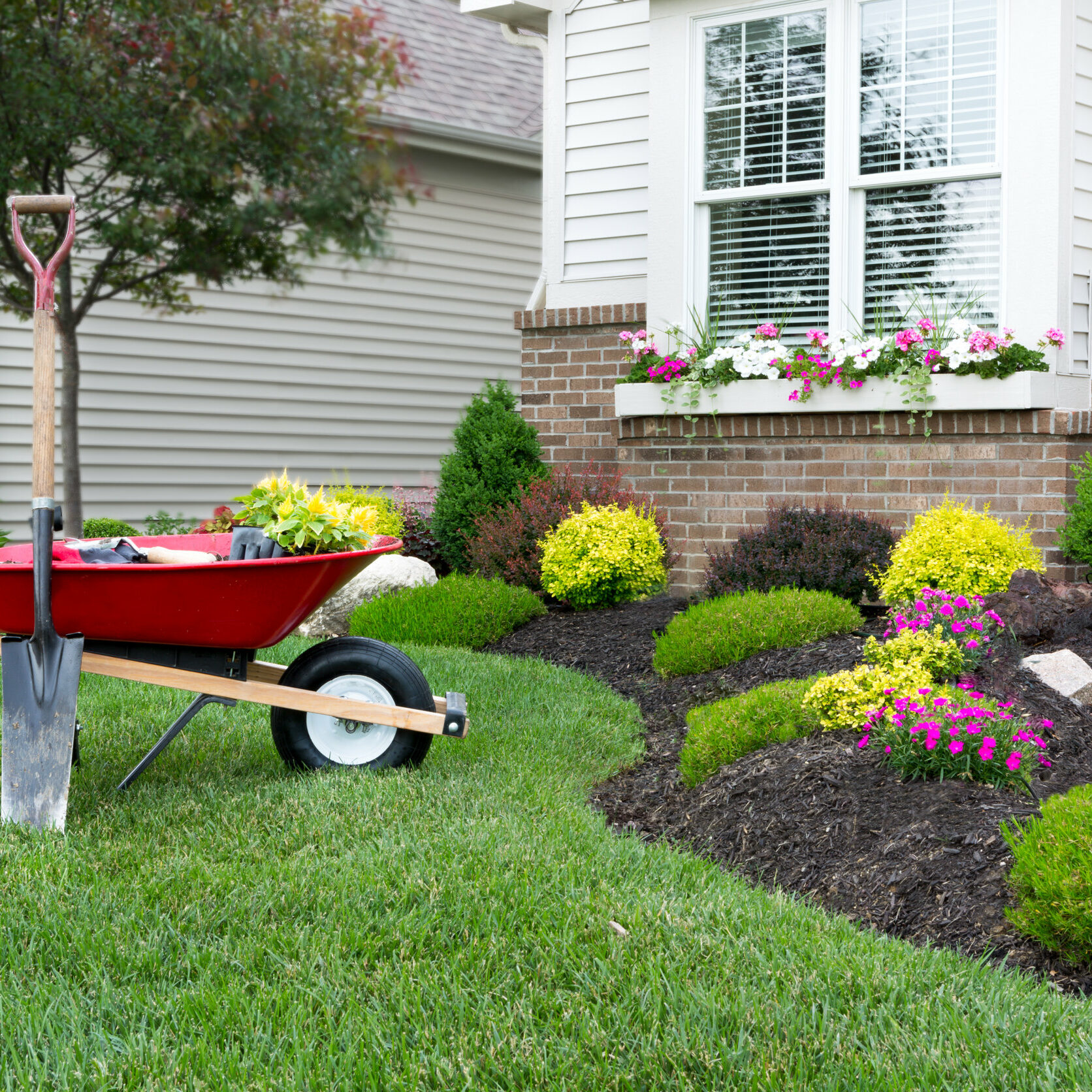 Wheelbarrow standing on a neat manicured green lawn alongside a flowerbed while planting a celosia flower garden around a house with fresh spring plants